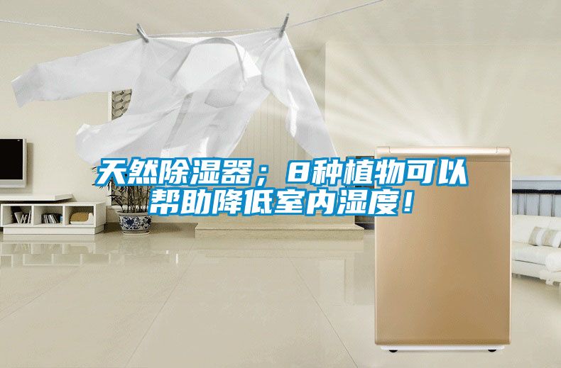 天然除濕器;8種植物可以幫助降低室內濕度!
